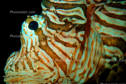 Lionfish Head, Scorpaeniformes, Scorpaenidae, scorpionfish, venemous
