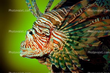 Lionfish Face, Scorpaeniformes, Scorpaenidae, scorpionfish, venemous