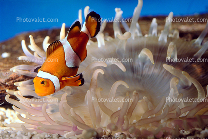 Nemo Fish, Percula Clownfish, (Amphiprion percula), Perciformes, Pomacentridae, anemonefish