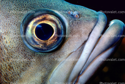 Eye of a Rockfish