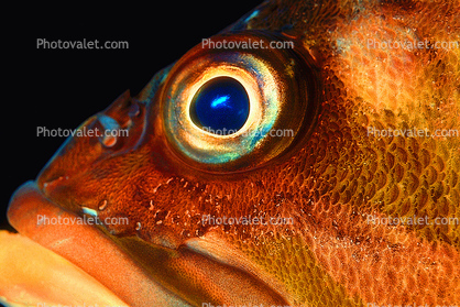 Rockfish Eye staring
