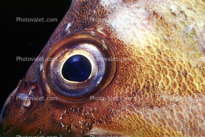 Rockfish Eye