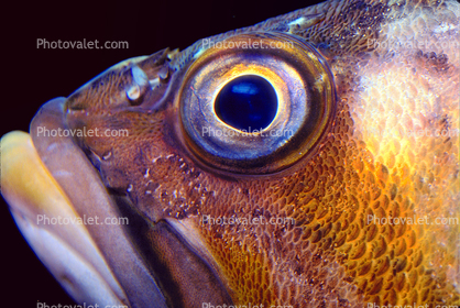 Rockfish Eye
