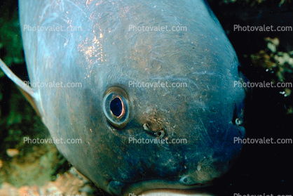 Grenal Fish, eyes