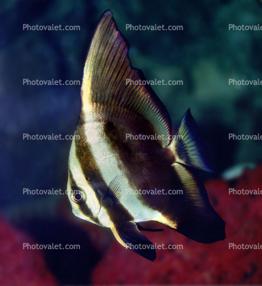 Batfish Perciformes