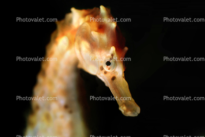Seahorse profile