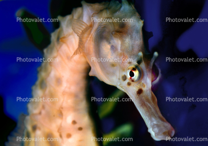 Seahorse staring face