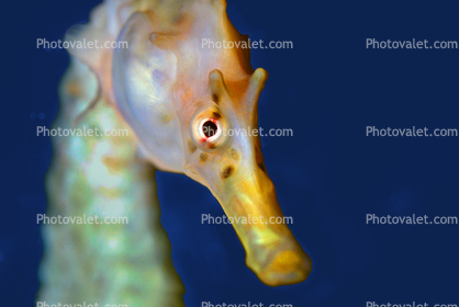 Pot-bellied seahorse, (Hippocampus abdominalis), Syngnathiformes, Syngnathidaee