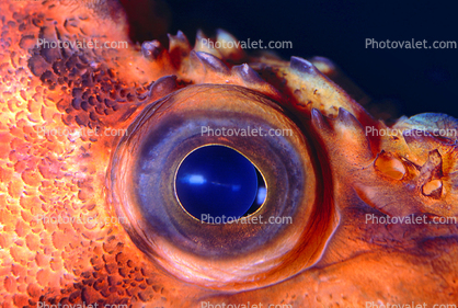 Rockfish Eye, Lens