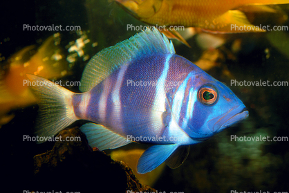 Indigo Hamlet, (Hypoplectrus indigo), Perciformes, Serranidae, Rockfish, eyes