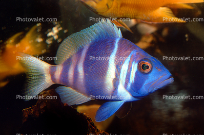 Indigo Hamlet, (Hypoplectrus indigo), Perciformes, Serranidae, Rockfish, eyes