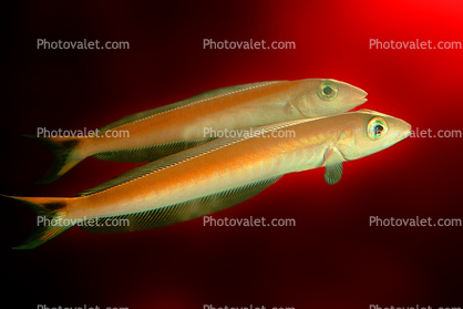 Sand Tilefish, (Malacanthus plumieri)