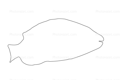Stoplight Parrotfish Outline, line drawing, shape