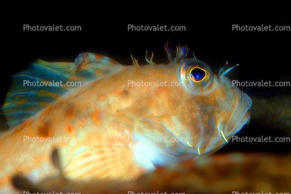 Threadfin Sculpin, (Icelinus filamentosus), eyes