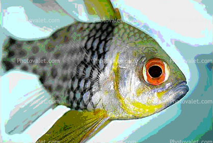 Orbiculate Cardinalfish, (Apogon orbicularis), Perciformes, Percoidei, Percoidea, Apogonidae, Paintography