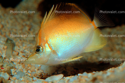 Longsnout Butterflyfish, (Chaetodon aculeatus), Perciformes, Chaetodontidae