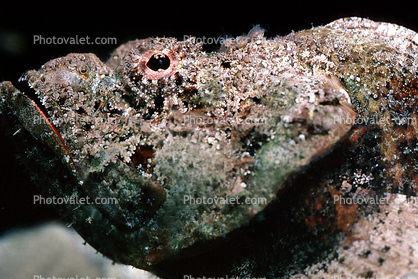 Deadly Stonefish, Reef Stonefish, (Synanceia verrucosa), Scorpaeniformes, Synanceiidae, venomous, scorpionfish, venemous
