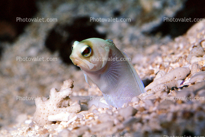 Yellowhead Jawfish, (Opistognathus aurifrons), Perciformes, Opistognathidae, Caribbean