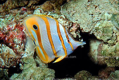 Long Nosed Butterflyfish, (Chetodon kleini), (Orange Butterflyfish), eyes