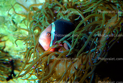 Pink Skunk Anemonefish, (Amphiprion perideraion), Pomacentridae, Clownfish, Anemone