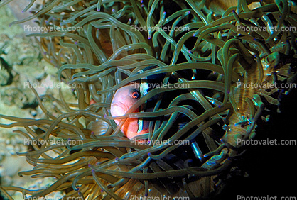 Pink Skunk Anemonefish, (Amphiprion perideraion), Pomacentridae, Clownfish, Anemone