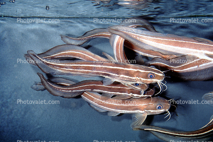 Striped Eel catfish, (Plotosus lineatus), Siluriformes, Plotosidae, toxic
