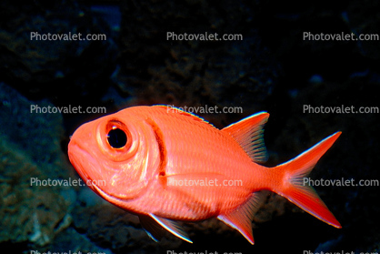Menpachi Squirrelfish, (Myripristis argyromus), Holocentridae, soldierfishes