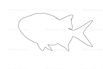Menpachi Squirrelfish outline, (Myripristis argyromus), Holocentridae, soldierfishes, line drawing, shape