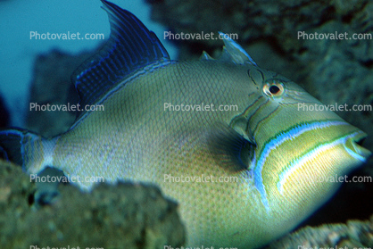 Queen Triggerfish, Balistes vetula, Tetraodontiformes, Balistidae, Atlantic Ocean