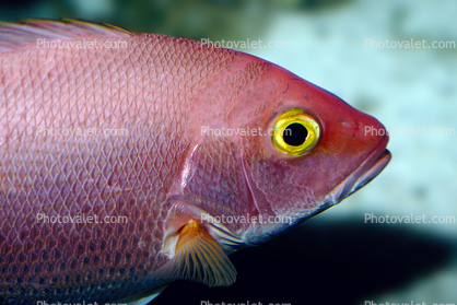 Red Snapper, (Lutjanus campechanus), Perciformes, Lutjanidae, underwater