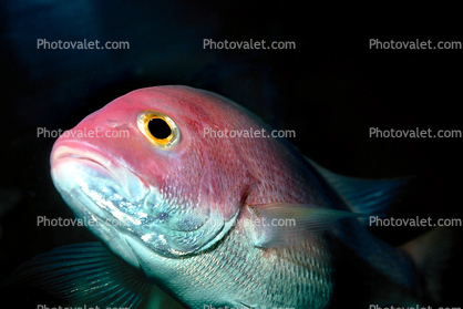 Red Snapper, (Lutjanus campechanus), Perciformes, Lutjanidae, underwater