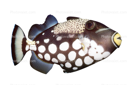Clown Triggerfish, (Balistoides conspicillum), Tetraodontiformes, Balistidae, coral reef fish, photo-object, object, cut-out, cutout