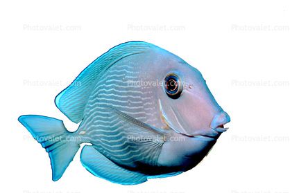 Atlantic blue tang surgeonfish, (Acanthurus coeruleus), Perciformes, Acanthuridae, photo-object, object, cut-out, cutout