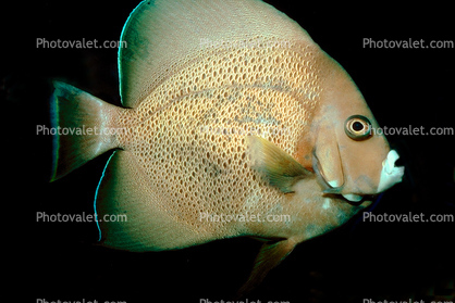 French Angelfish, (Pomacanthus paru), Perciformes, Pomacanthidae