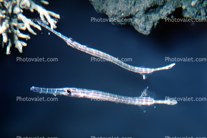 Trumpetfish, Aulostomus maculatus, Syngnathiformes, Aulostomidae