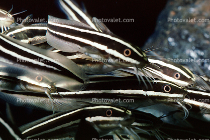 Striped Eel catfish, (Plotosus lineatus), Siluriformes, Plotosidae, toxic, toxins