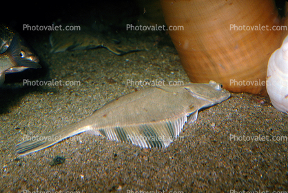 Starry Flounder, (Platichthys stellatus), Pleuronectiformes, Pleudoncctidae, flatfish, bottomfish