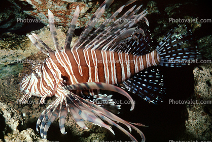 Lionfish, Scorpaeniformes, Scorpaenidae, scorpionfish, venemous