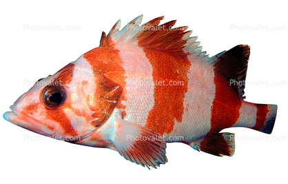Tiger Rockfish, (Sebastes nigrocinctus), Scorpaeniformes, Scorpaenoidei, Scorpaenidae, banded, black-banded, photo-object, object, cut-out, cutout