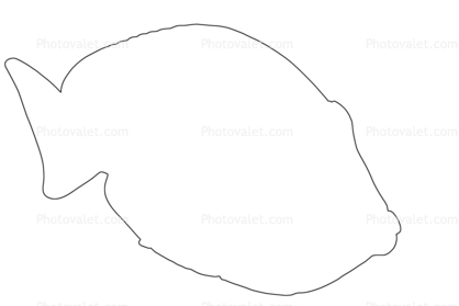 Blue Tang Outline, line drawing, shape