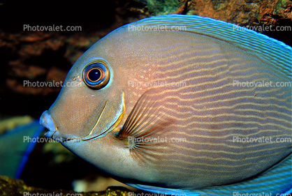 Atlantic blue tang surgeonfish, (Acanthurus coeruleus), Perciformes, Acanthuridae