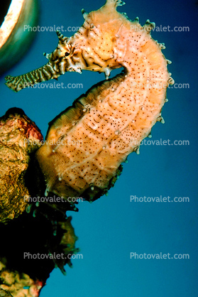 Seahorse