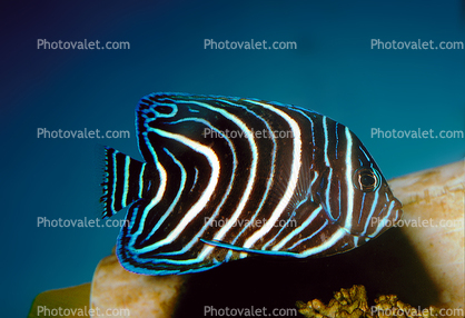 Koran angelfish, semicircle angelfish, (Pomacanthus semicirculatus), Perciformes, Pomacanthidae, semicircle