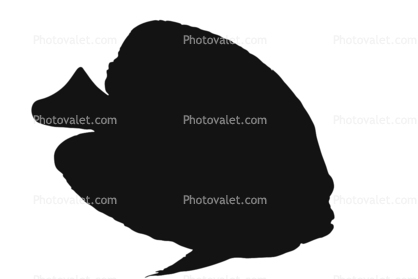 Koran Angelfish silhouette, (Pomacanthus semicirculatus), Perciformes, Pomacanthidae, logo, shape