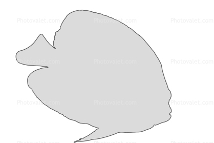 Koran Angelfish Outline, (Pomacanthus semicirculatus), Perciformes, Pomacanthidae, semicircle, line drawing, shape