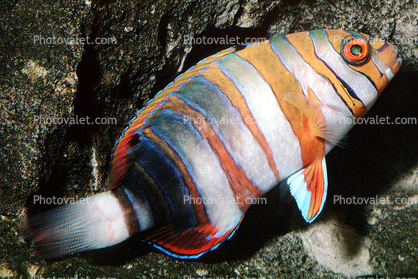 Harlequin Tuskfish, (Choerodon fasciatus), Perciformes, Labridae, eyes