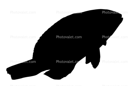 Harlequin Tuskfish Silhouette, Choerodon fasciatus, Perciformes, Labridae, logo, shape
