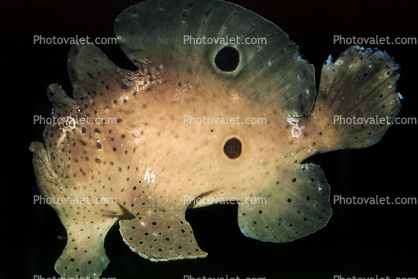 Tropical Anglerfish [Antennarildae]