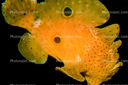 Tropical Anglerfish [Antennarildae]