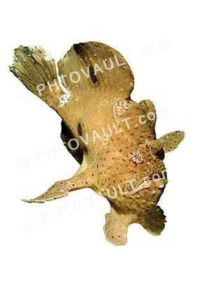 Tropical Anglerfish [Antennarildae] photo-object